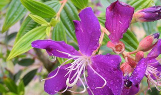 巴西野牡丹的养殖方法 巴西野牡丹的养殖方法和技术