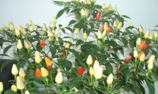 五彩椒的繁殖方法 五彩椒的繁殖方法有哪些