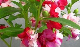 四季凤仙花的养殖方法 四季凤仙花的养殖方法和技术
