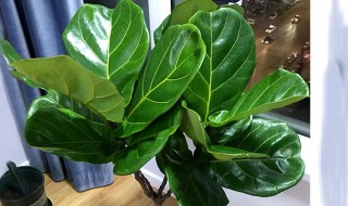 琴叶榕的繁殖方法（琴叶榕的繁殖方法有多少）