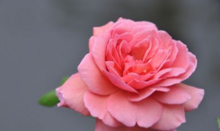 月季扦插移栽方法 月季扦插苗怎么移栽