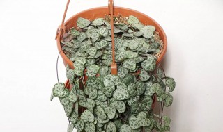 爱之蔓的繁殖方法（爱之蔓怎么种）