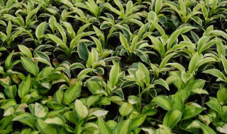 玉簪的繁殖方法 玉簪的种植方法