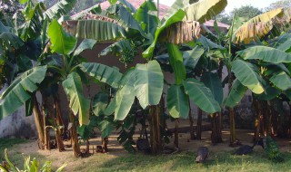 芭蕉的种植与养殖方法（芭蕉的种植与养殖方法）
