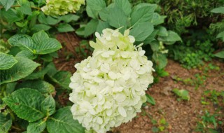 八仙球的养殖方法（八仙球怎么养）