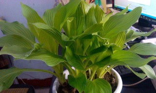 绿霸王过冬天养殖方法（绿霸王过冬天养殖方法和技术）