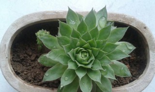 观音莲的繁殖方法（观音莲的繁殖方法有哪些）