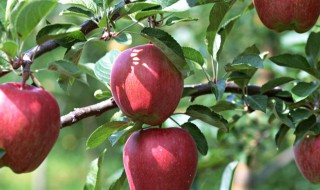 苹果树嫁接时间和方法 苹果树嫁接时间和方法视频梨树几月嫁接