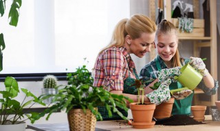 松塔养花正确使用方法（松塔养花正确使用方法视频）