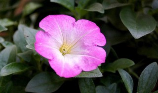 小叶月季养殖方法 小叶月季养殖方法有哪些