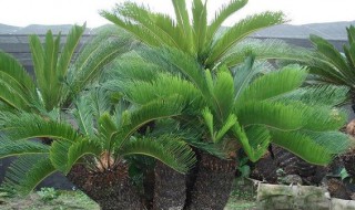 铁树的繁殖方法（巴西铁树的繁殖方法）