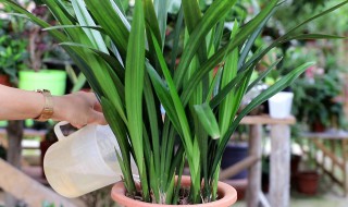 墨兰的繁殖方法 墨兰的繁殖方法图解