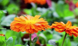 金盏菊的繁殖方法 金盏菊怎么种