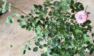 藤本月季的繁殖方法 藤本月季的繁殖方法视频