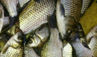 草鱼粪处理方法 草缸鱼粪怎么处理