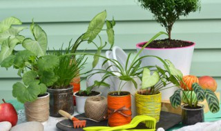 5层蟹爪兰的嫁接方法 多层蟹爪兰的嫁接方法