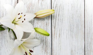 百合花的栽培方法和注意事项（百合花的栽培方法和注意事项视频）