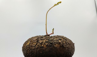 红藤山乌龟的种植方法（红藤山乌龟的种植方法图片）