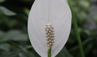 白掌花栽培繁殖以及盆栽方法介绍（白掌花栽培繁殖以及盆栽方法介绍视频）