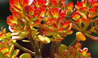 姬红花月养殖方法 姬红花月的养殖方法