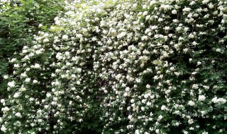 七里香的繁殖方法 七里香怎么繁殖