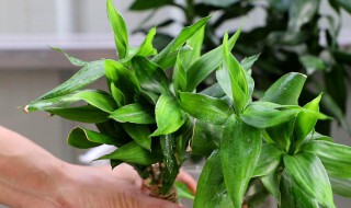 富贵竹的繁殖方法（盆栽富贵竹的养殖方法）