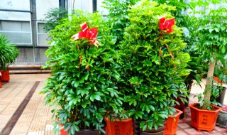 摇钱树的繁殖方法（摇钱树的繁殖方法视频）