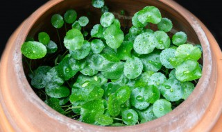 香菇草的养殖方法和注意事项（香菇草的种植方法）