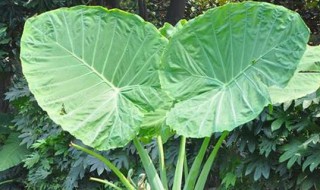 滴水观音截干生根方法 滴水观音快速生根