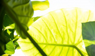 海芋花的繁殖方法 海芋花的繁殖方法视频