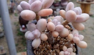 桃之卵的繁殖方法（桃之卵怎么繁殖）