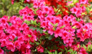 安酷杜鹃的养殖方法 安酷杜鹃繁殖