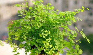 铁线蕨的繁殖方法（铁线蕨的繁殖方法视频）