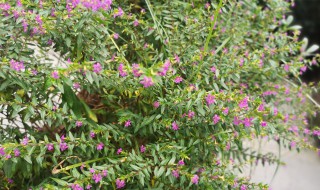 萼距花的养殖方法和注意事项（萼距花盆栽）