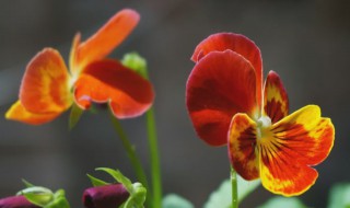 蝴蝶花的繁殖方法 蝴蝶花的繁殖方法视频