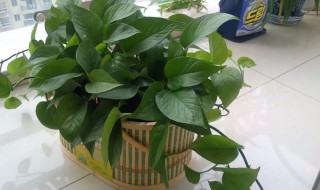 绿霸王的养殖方法和注意事项 绿霸王的养殖方法和注意事项图片