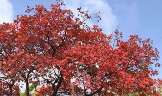 黄栌养殖方法及注意事项 黄栌养殖方法及注意事项图解