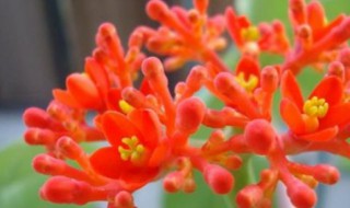 佛肚海棠的养护方法（佛肚海棠怎么养护）