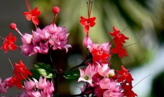 龙吐珠的繁殖方法 龙吐珠的繁殖方法和季节