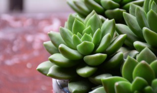 多肉的繁殖方法 紫乐多肉的繁殖方法