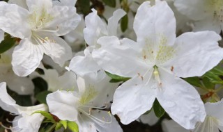 白色杜鹃花的养殖方法（白色杜鹃花的养殖方法和注意事项 盆栽）