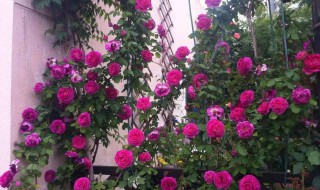 月季花爬藤的养殖方法（怎样养爬藤月季花）