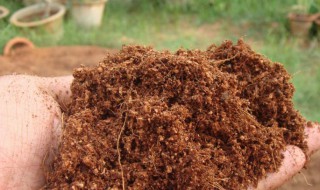 椰砖种菜的详细方法（椰砖种菜的详细方法图片）