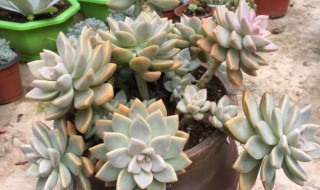 淡雪的养殖方法和注意事项（淡雪的养殖方法和注意事项是什么）