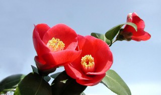 山茶花的繁殖方法（山茶花的繁殖方法有哪些）