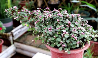 金枝玉叶的繁殖方法（金枝玉叶的繁殖方法及时间）