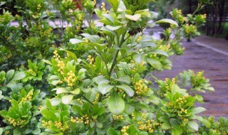 米兰的繁殖方法 米兰的繁殖方法与栽培技术