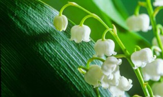 铃兰种子的种植方法和注意事项 铃兰种子的种植方法和注意事项有哪些