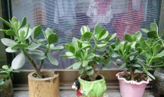 玉树的繁殖方法及时间（玉树的繁殖方法及时间视频）