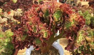 欧紫法师的养殖方法（欧紫法师怎么养）